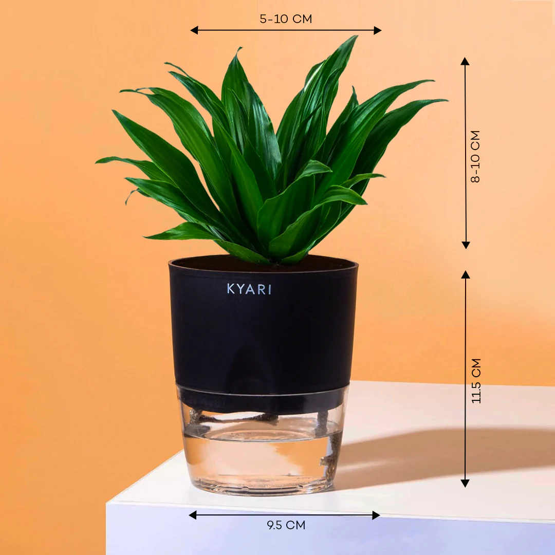Dracaena Compacta Plant With Self Watering Pot BYOB - Image 2