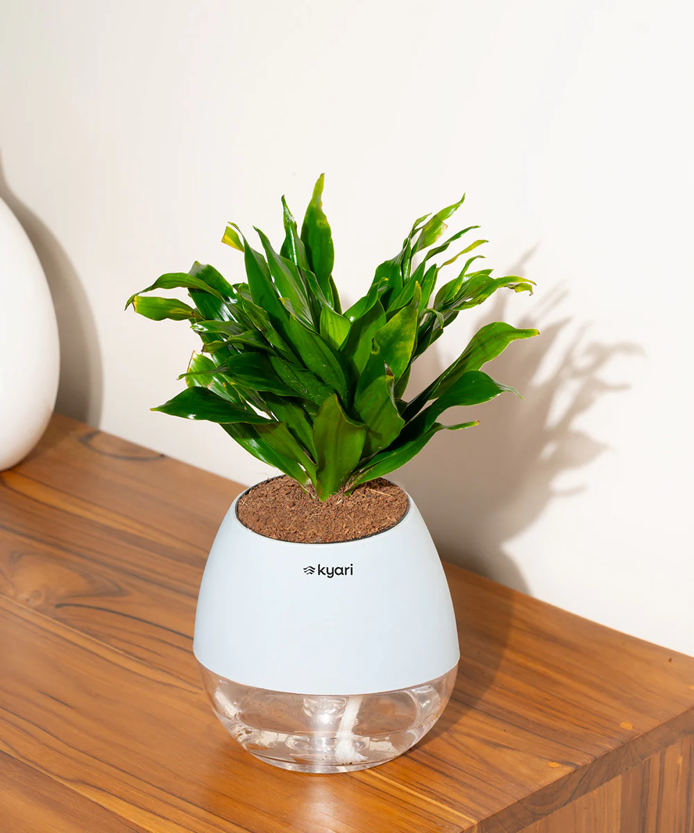 Dracaena Compacta Plant With Self Watering Pot BYOB - Image 20