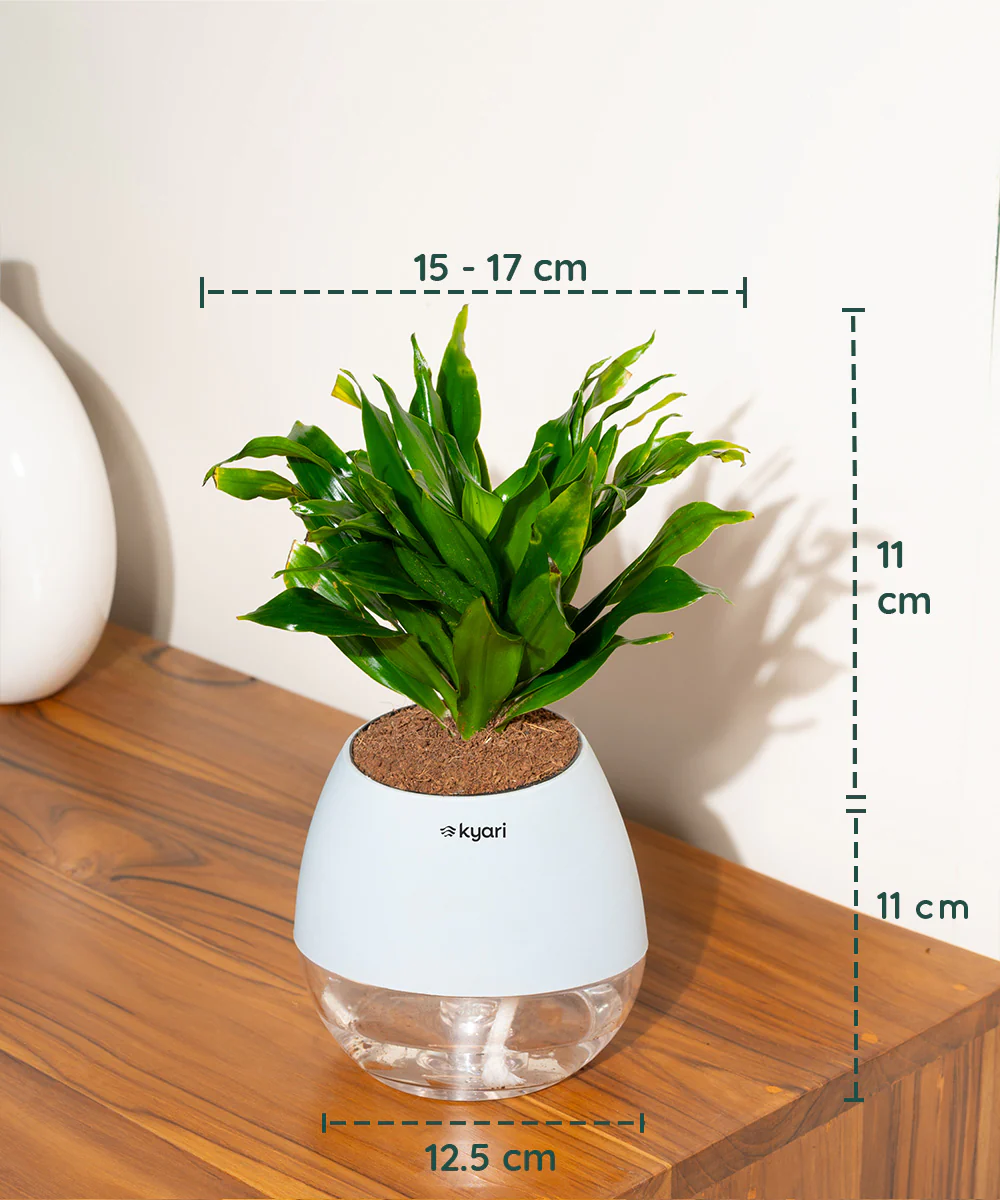 Dracaena Compacta Plant With Self Watering Pot BYOB - Image 23