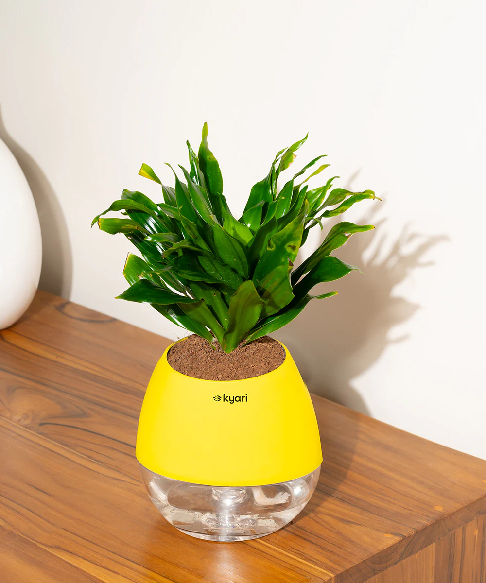 Dracaena Compacta Plant With Self Watering Pot BYOB - Image 27