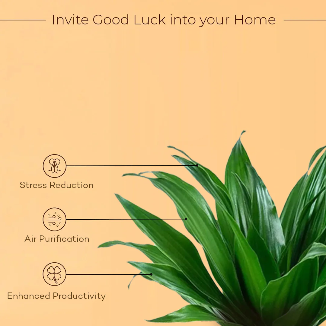 Dracaena Compacta Plant With Self Watering Pot BYOB - Image 3