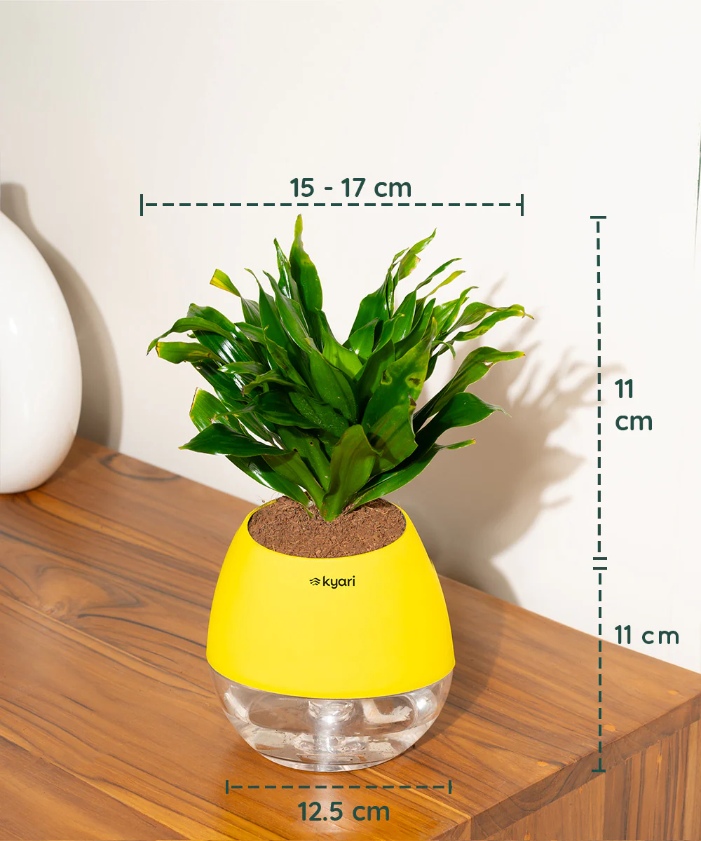 Dracaena Compacta Plant With Self Watering Pot BYOB - Image 30