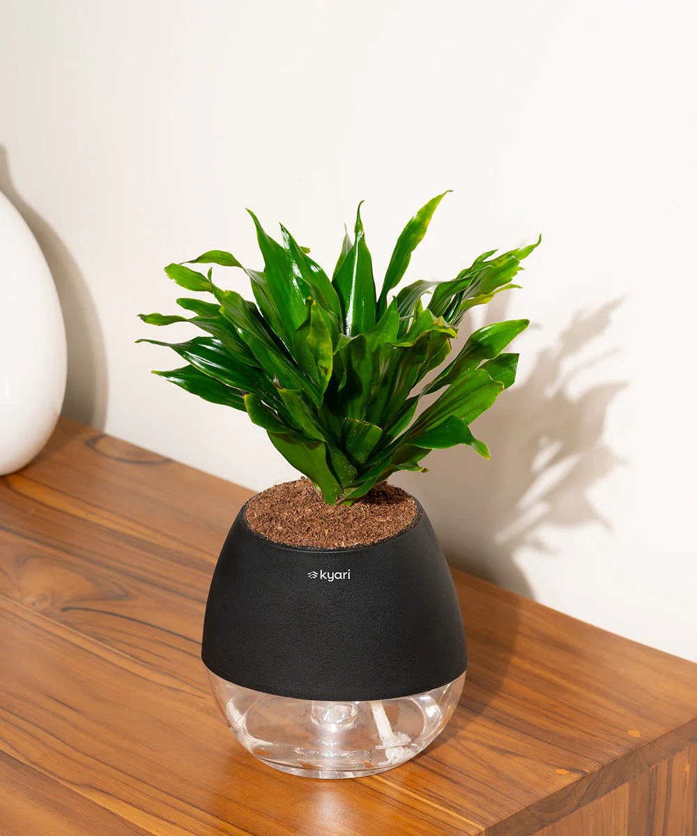 Dracaena Compacta Plant With Self Watering Pot BYOB - Image 35