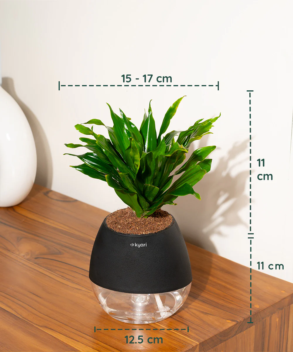 Dracaena Compacta Plant With Self Watering Pot BYOB - Image 38