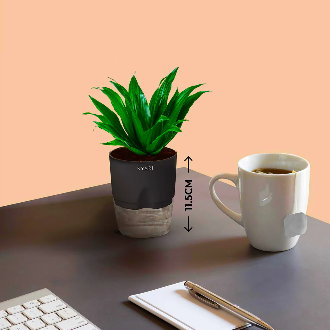 Dracaena Compacta Plant With Self Watering Pot BYOB - Image 4