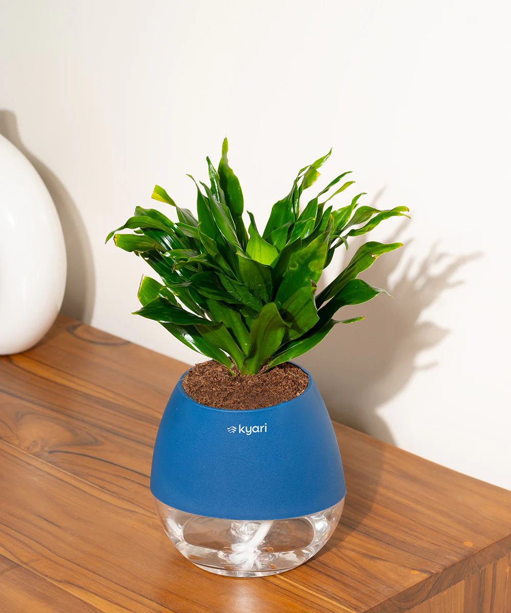 Dracaena Compacta Plant With Self Watering Pot BYOB - Image 43
