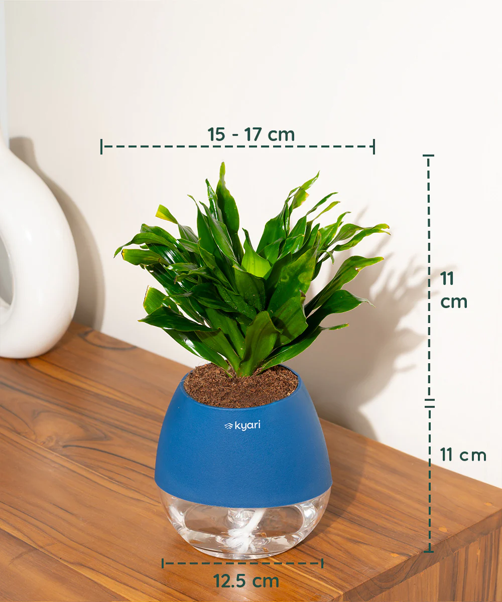Dracaena Compacta Plant With Self Watering Pot BYOB - Image 46
