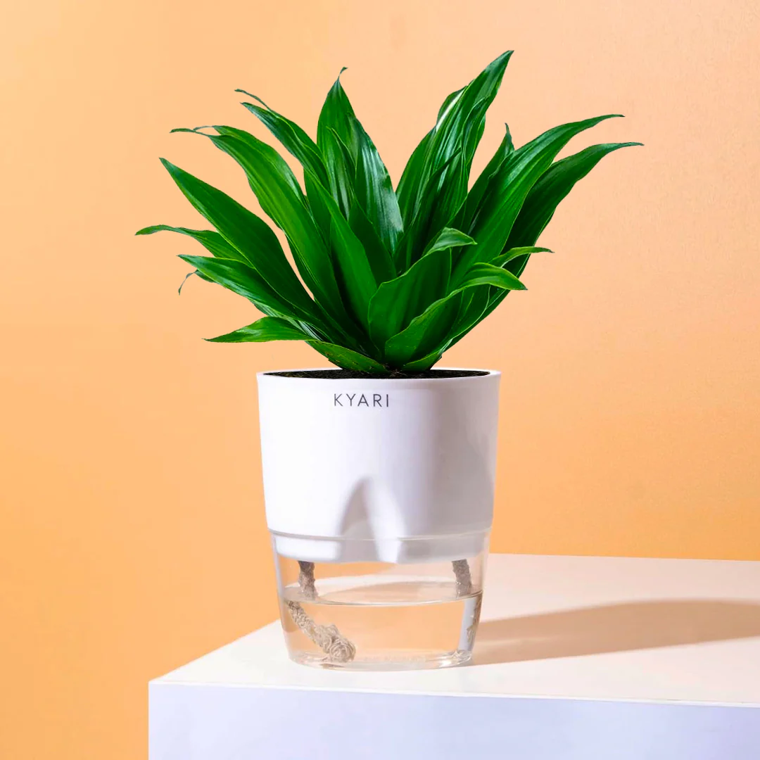 Dracaena Compacta Plant With Self Watering Pot BYOB - Image 6