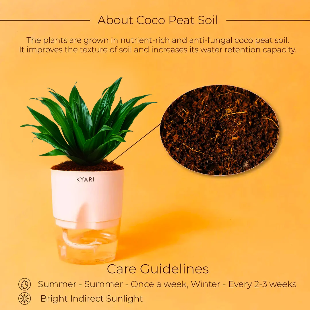Dracaena Compacta Plant With Self Watering Pot BYOB - Image 7