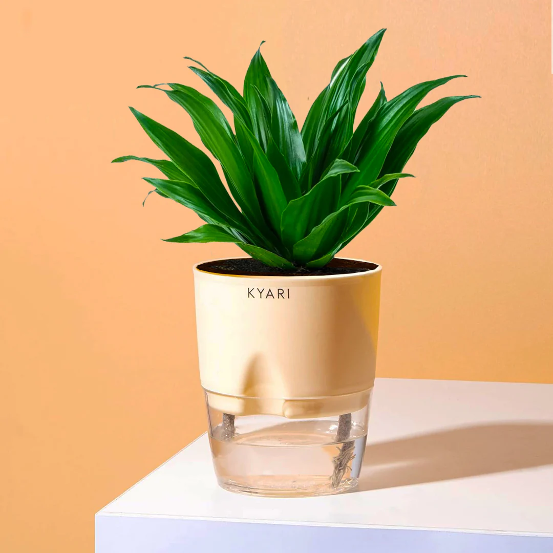 Dracaena Compacta Plant With Self Watering Pot BYOB - Image 8