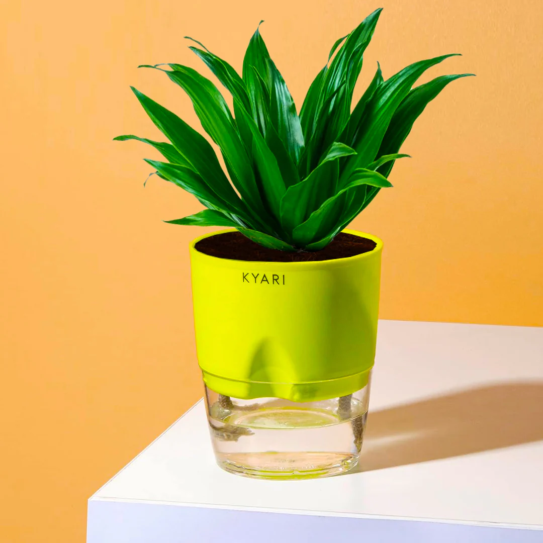 Dracaena Compacta Plant With Self Watering Pot BYOB - Image 9