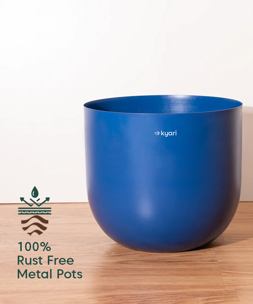 Dracaena Dara Singh with Extra Large Metal Self Watering Pot - Image 11
