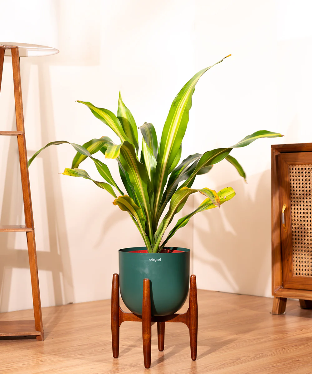 Dracaena Dara Singh with Extra Large Metal Self Watering Pot - Image 13