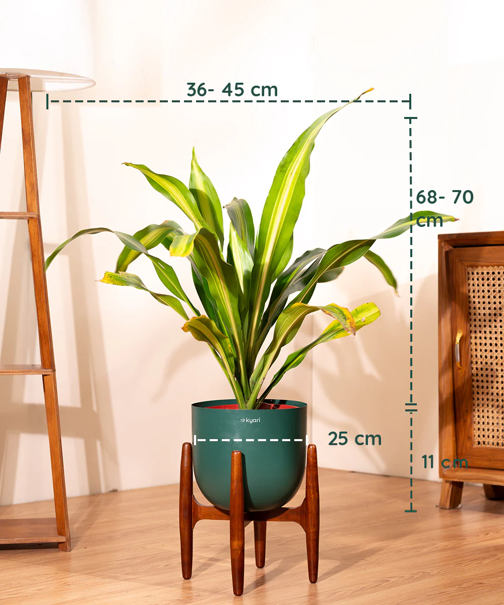 Dracaena Dara Singh with Extra Large Metal Self Watering Pot - Image 14