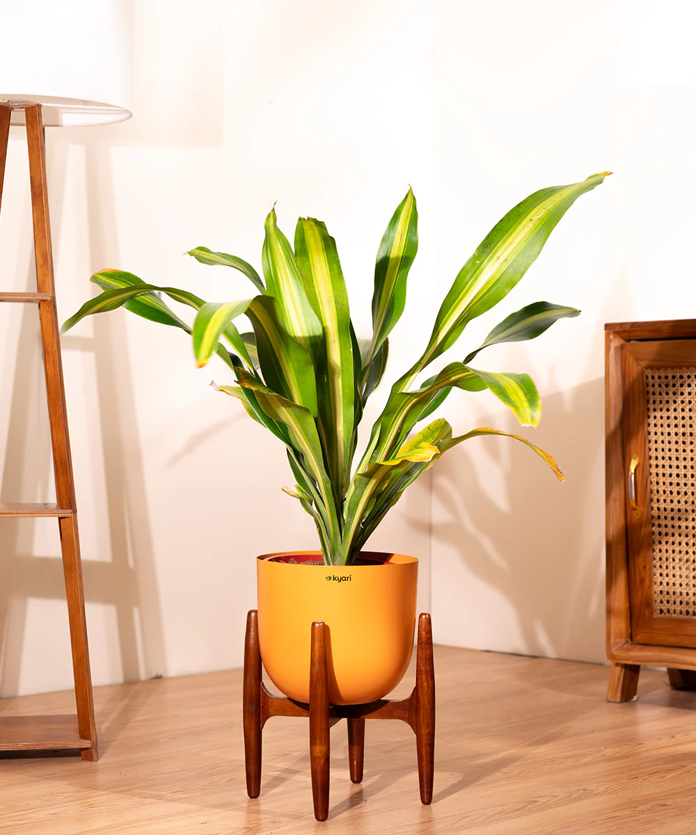Dracaena Dara Singh with Extra Large Metal Self Watering Pot - Image 19