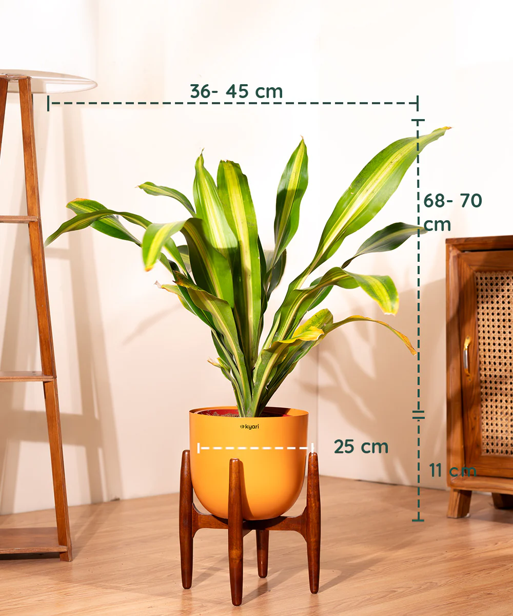 Dracaena Dara Singh with Extra Large Metal Self Watering Pot - Image 20
