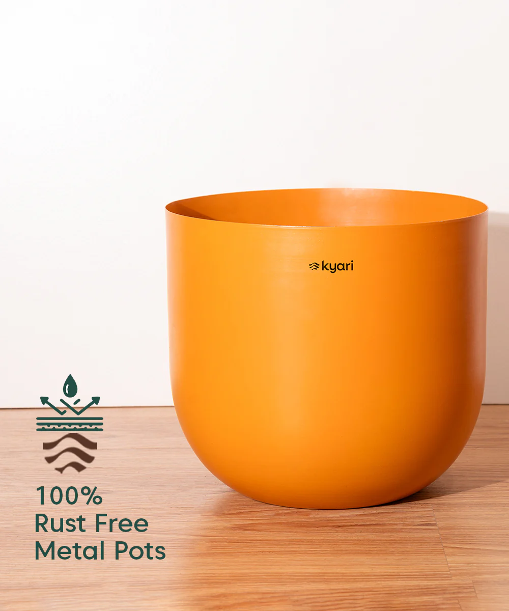 Dracaena Dara Singh with Extra Large Metal Self Watering Pot - Image 23