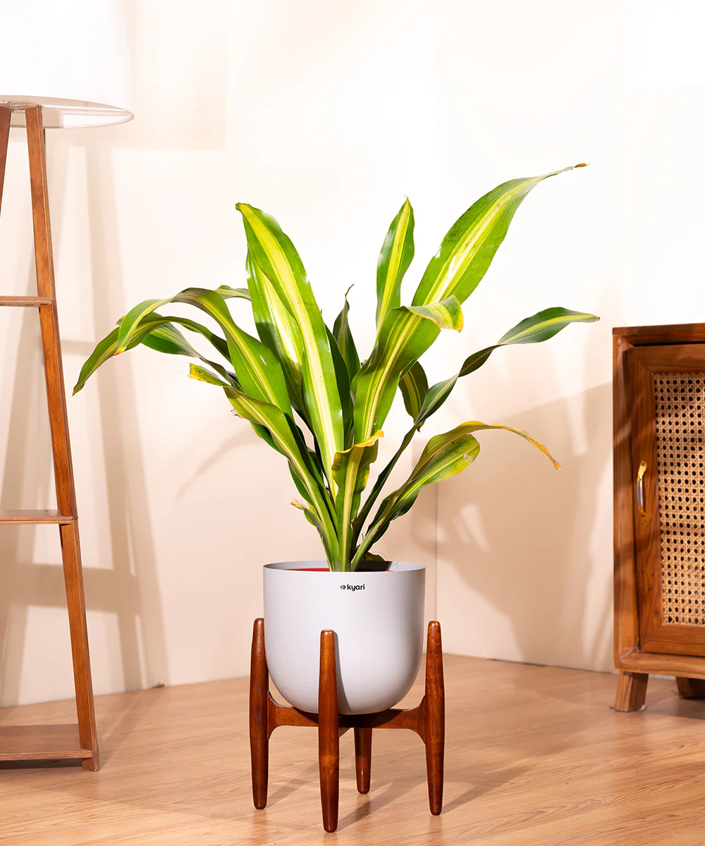 Dracaena Dara Singh with Extra Large Metal Self Watering Pot - Image 25