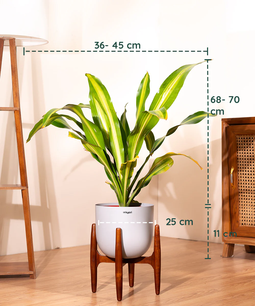 Dracaena Dara Singh with Extra Large Metal Self Watering Pot - Image 26