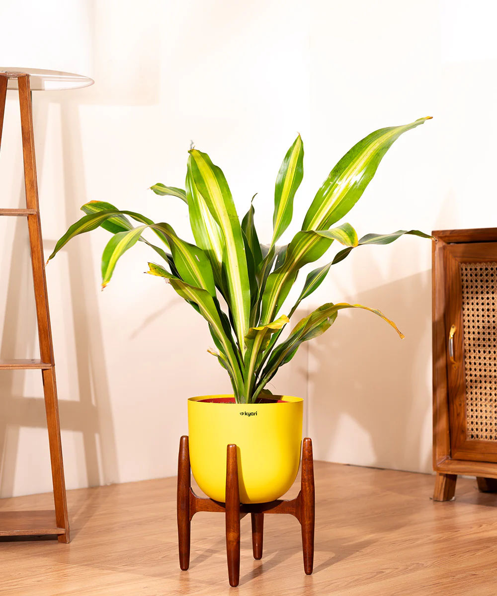 Dracaena Dara Singh with Extra Large Metal Self Watering Pot - Image 31