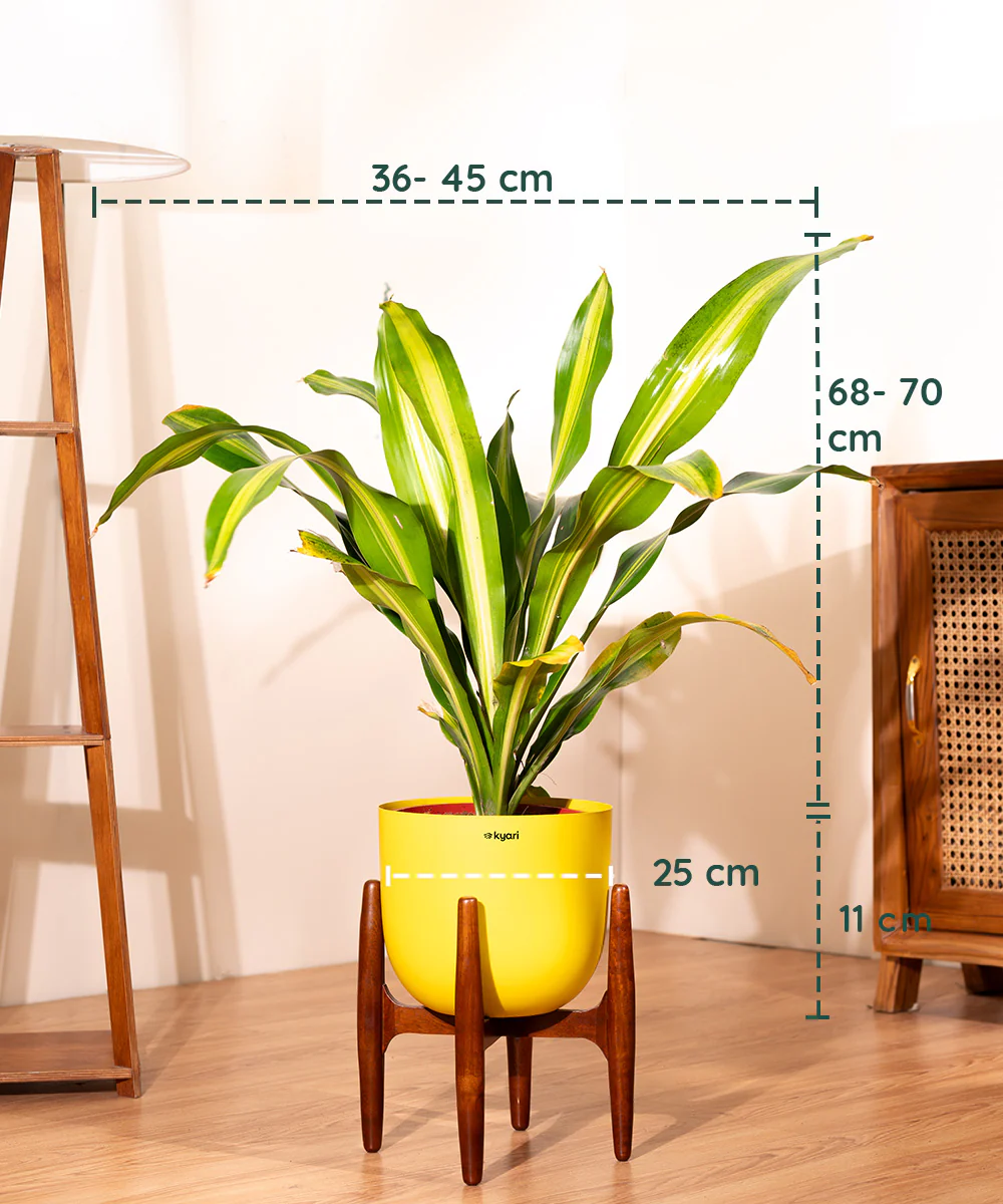 Dracaena Dara Singh with Extra Large Metal Self Watering Pot - Image 32