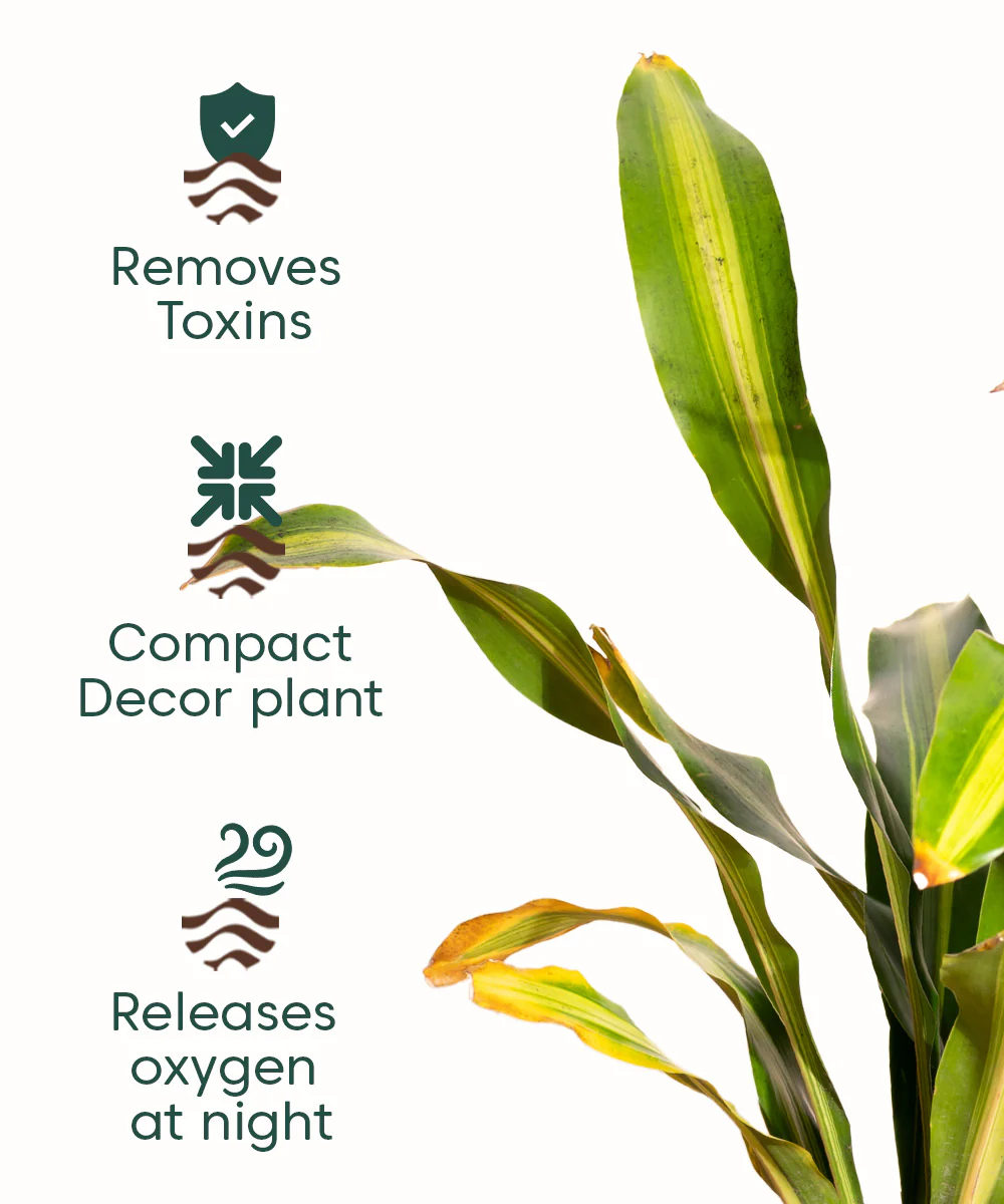 Dracaena Dara Singh with Extra Large Metal Self Watering Pot - Image 4