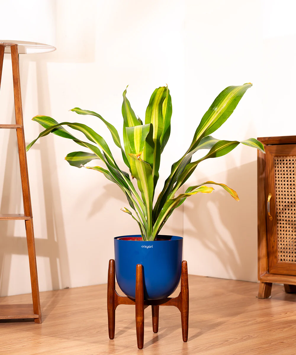 Dracaena Dara Singh with Extra Large Metal Self Watering Pot - Image 7