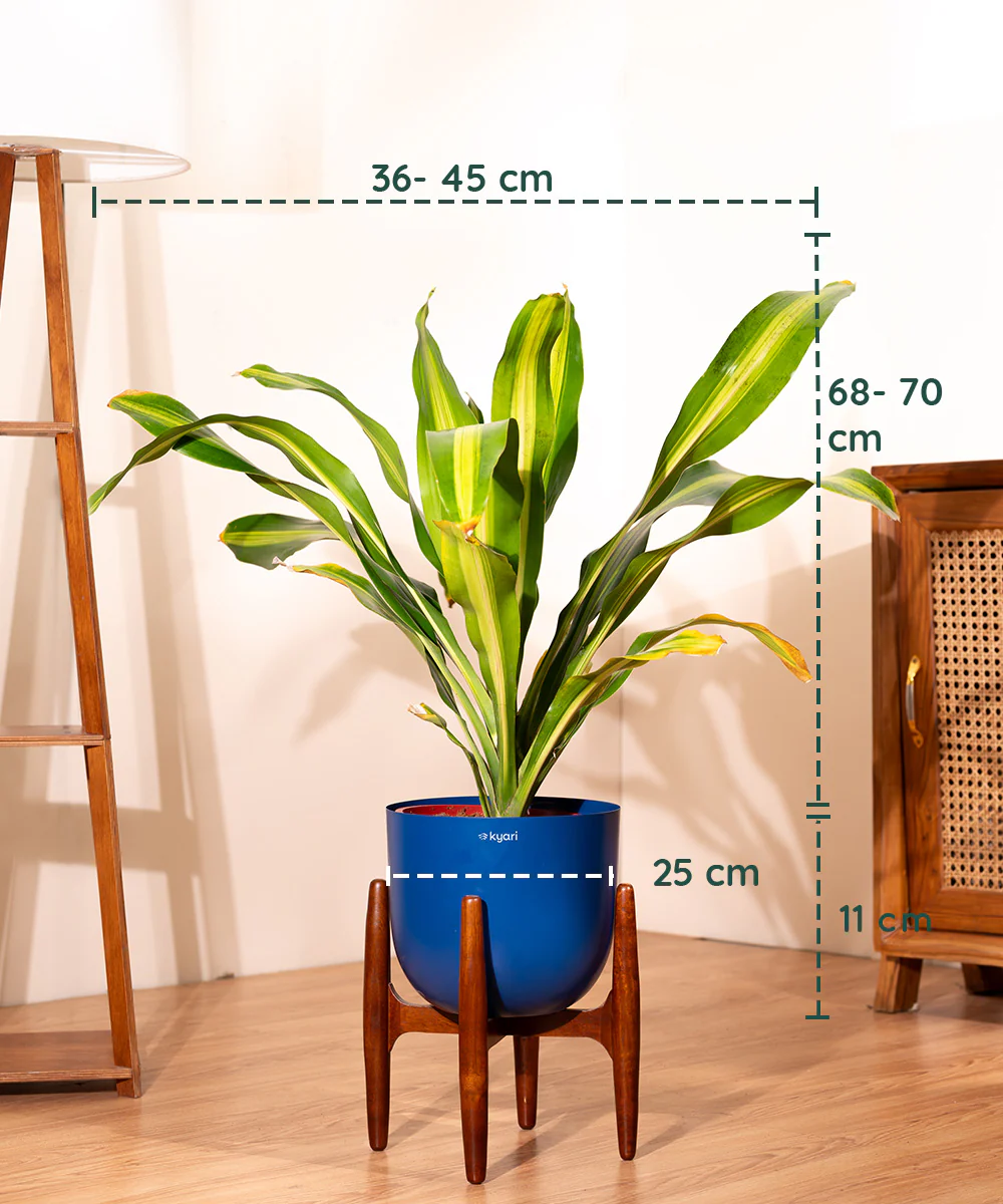 Dracaena Dara Singh with Extra Large Metal Self Watering Pot - Image 8