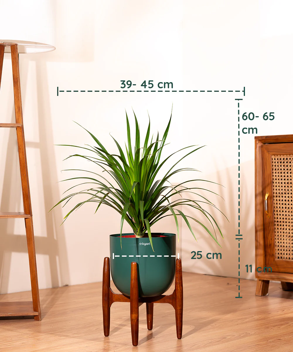 Dracaena Draco with Extra Large Metal Self Watering Pot - Image 14
