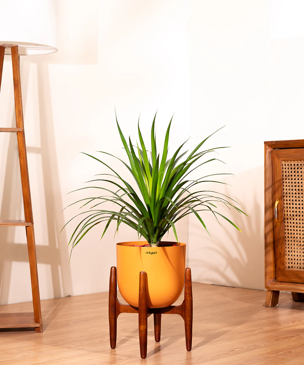 Dracaena Draco with Extra Large Metal Self Watering Pot - Image 19