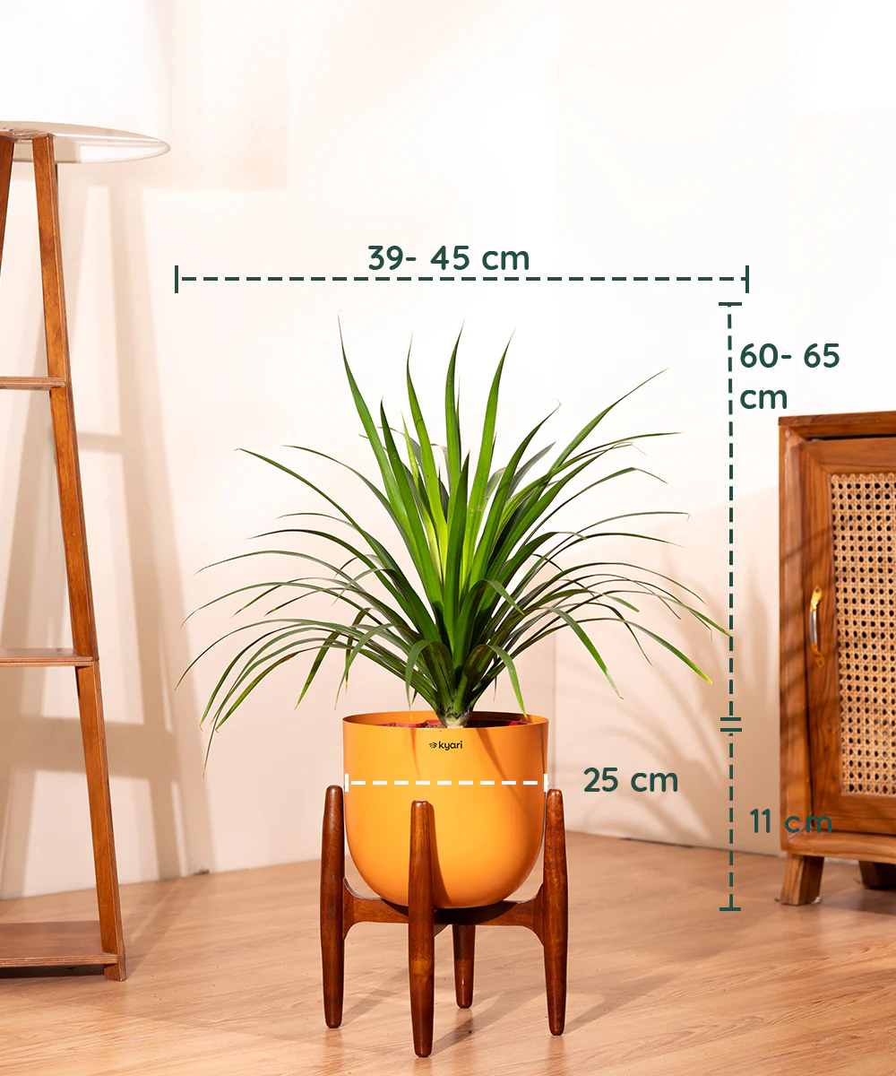 Dracaena Draco with Extra Large Metal Self Watering Pot - Image 20