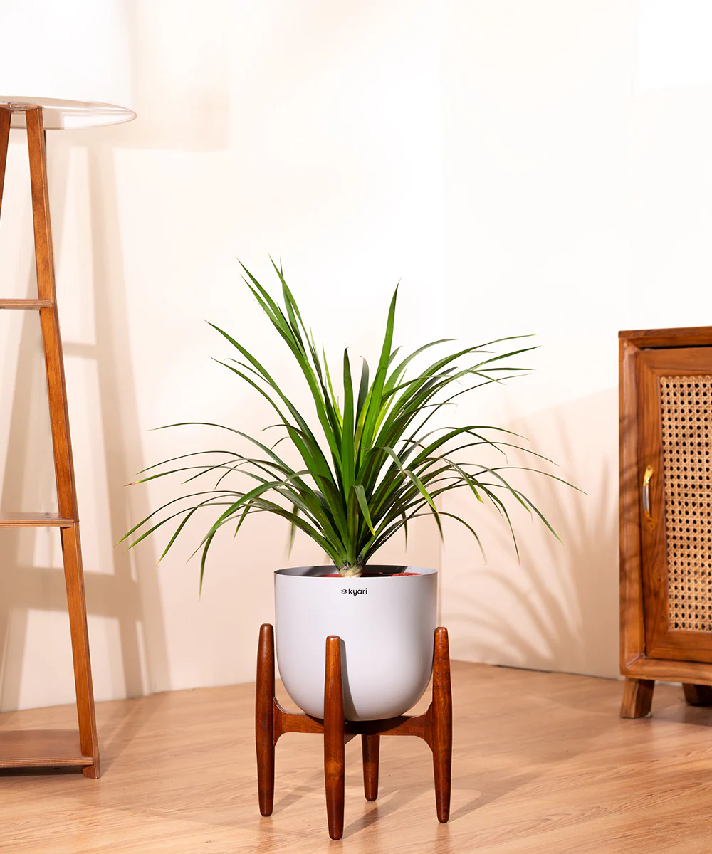 Dracaena Draco with Extra Large Metal Self Watering Pot - Image 25