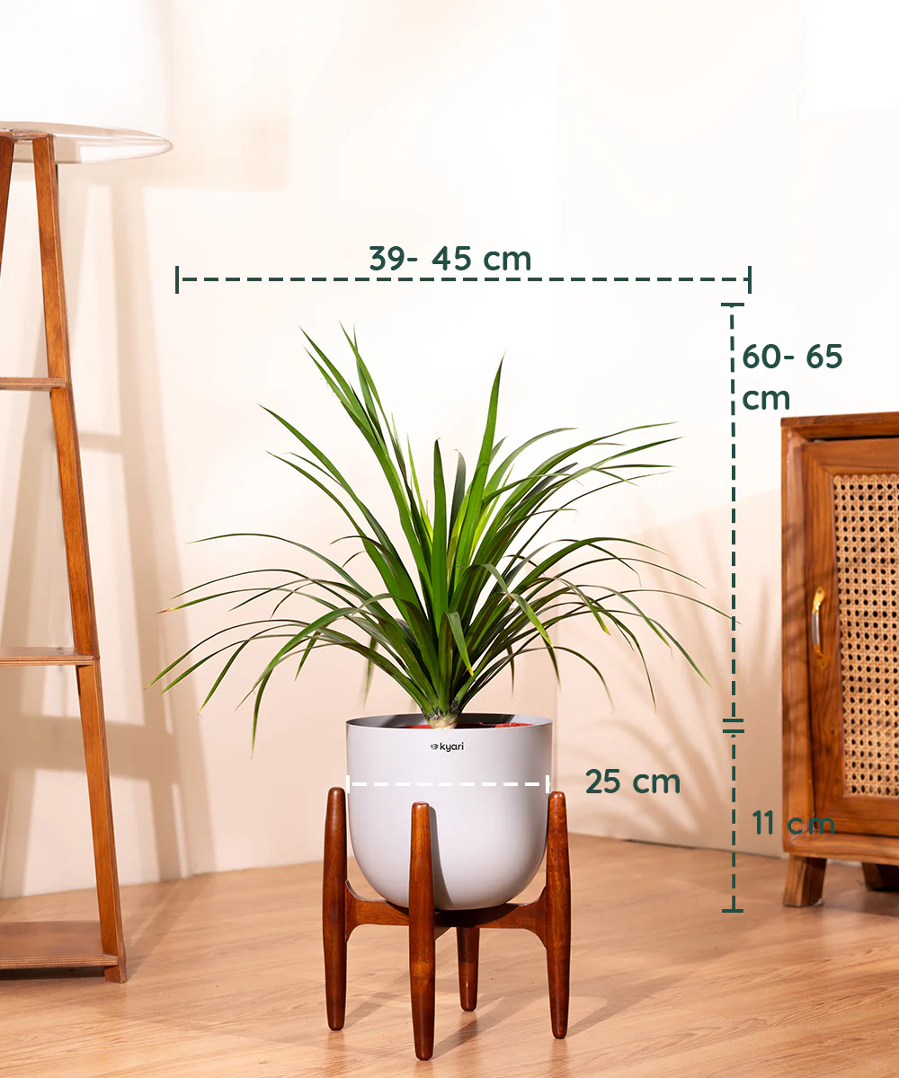 Dracaena Draco with Extra Large Metal Self Watering Pot - Image 26