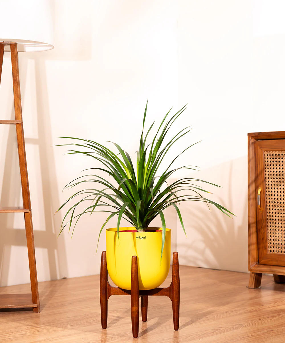 Dracaena Draco with Extra Large Metal Self Watering Pot - Image 31