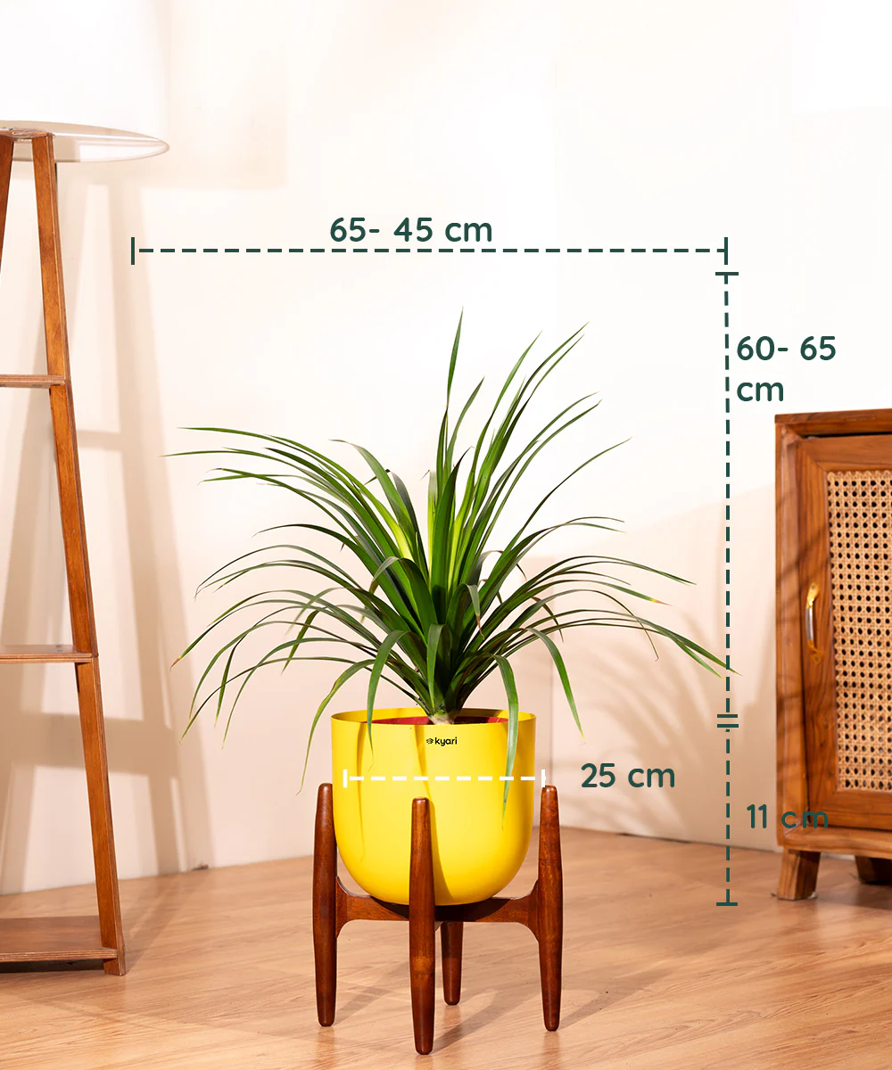 Dracaena Draco with Extra Large Metal Self Watering Pot - Image 32