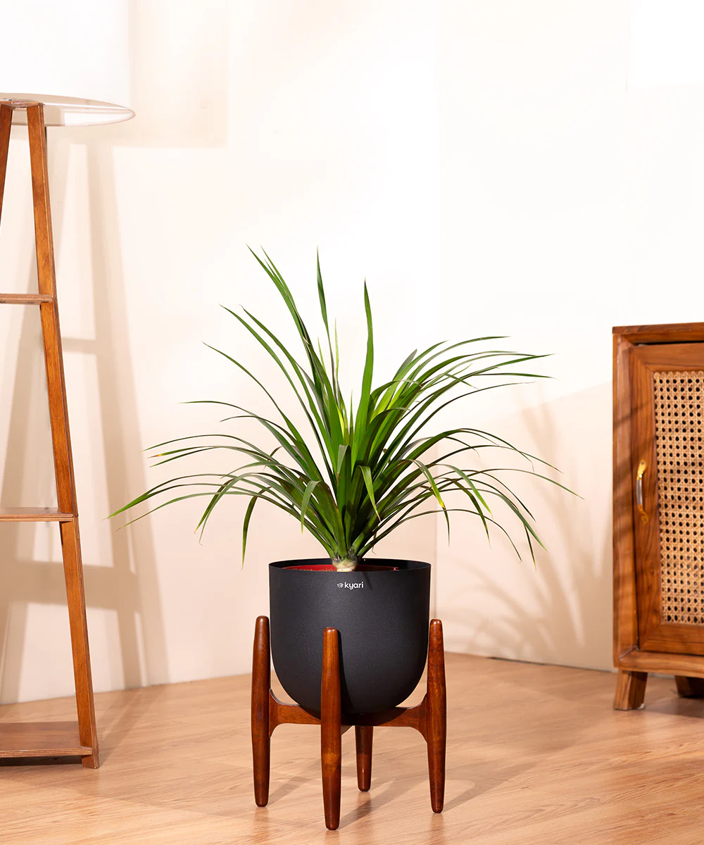 Dracaena Draco with Extra Large Metal Self Watering Pot - Image 7