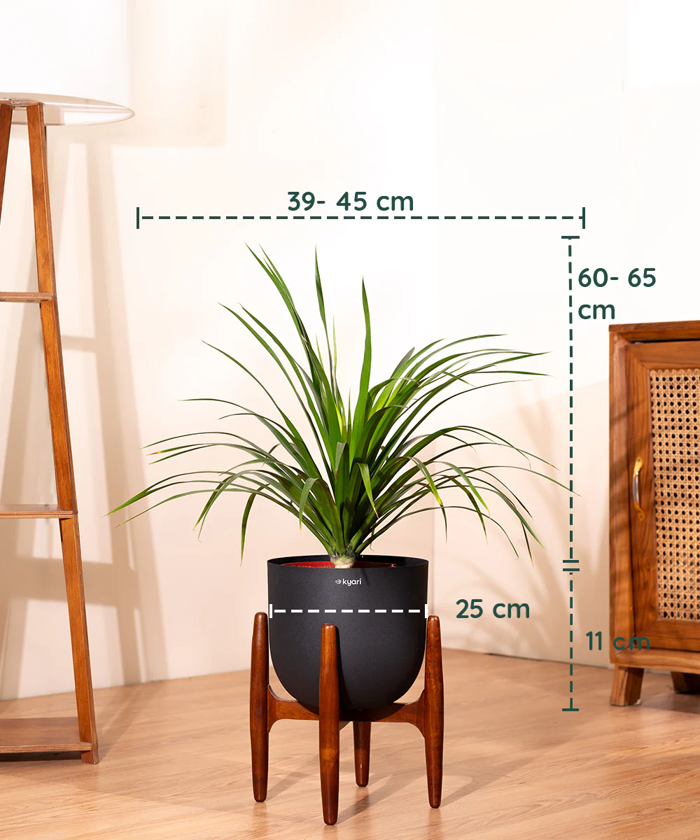 Dracaena Draco with Extra Large Metal Self Watering Pot - Image 8