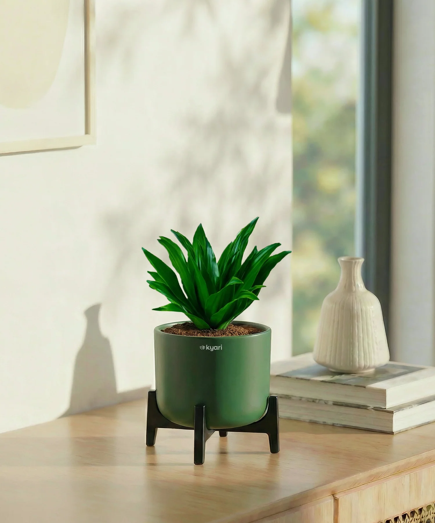 Dracaena Compacta Plant with Aira Pot - Image 11