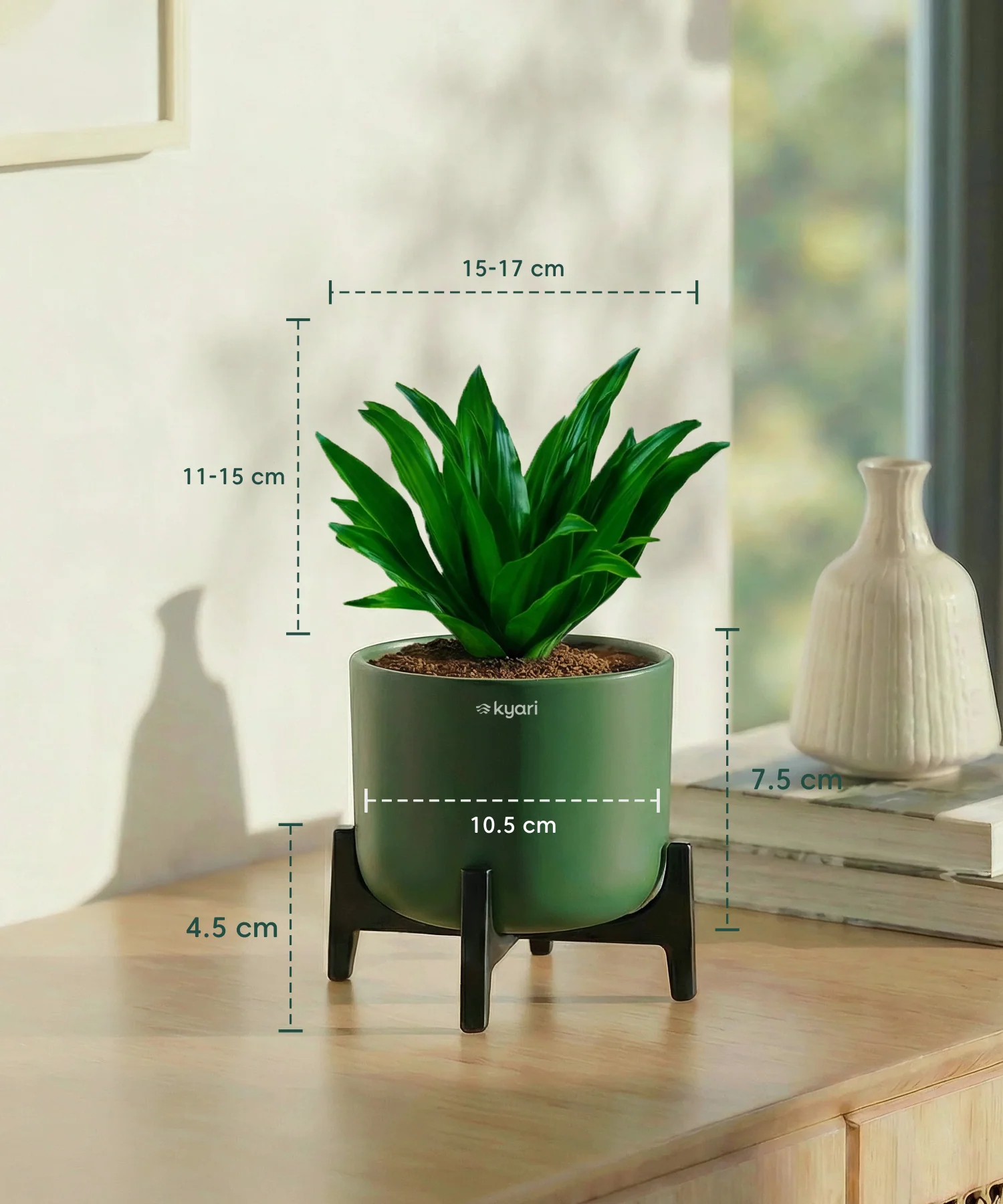 Dracaena Compacta Plant with Aira Pot - Image 12