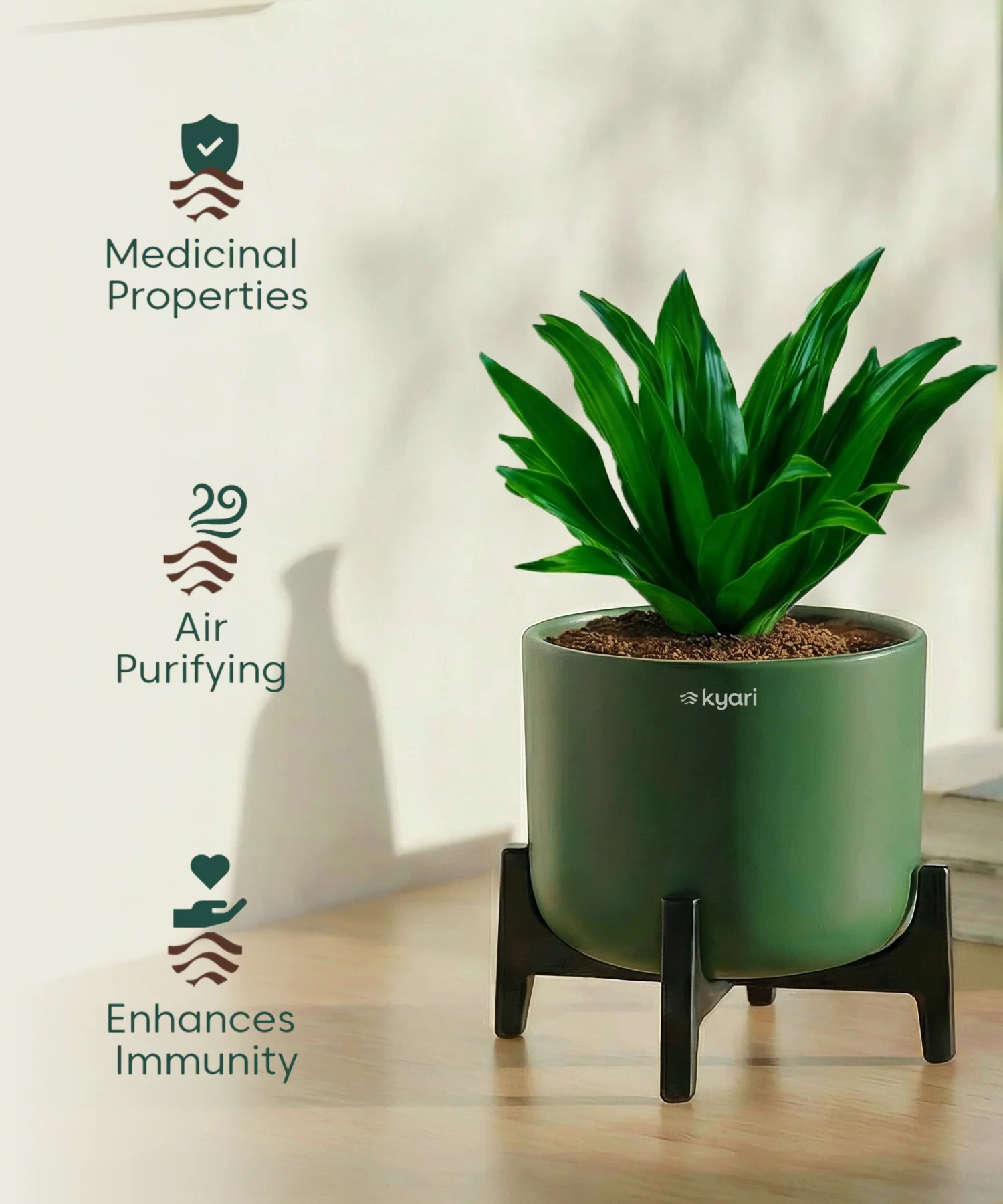 Dracaena Compacta Plant with Aira Pot - Image 13