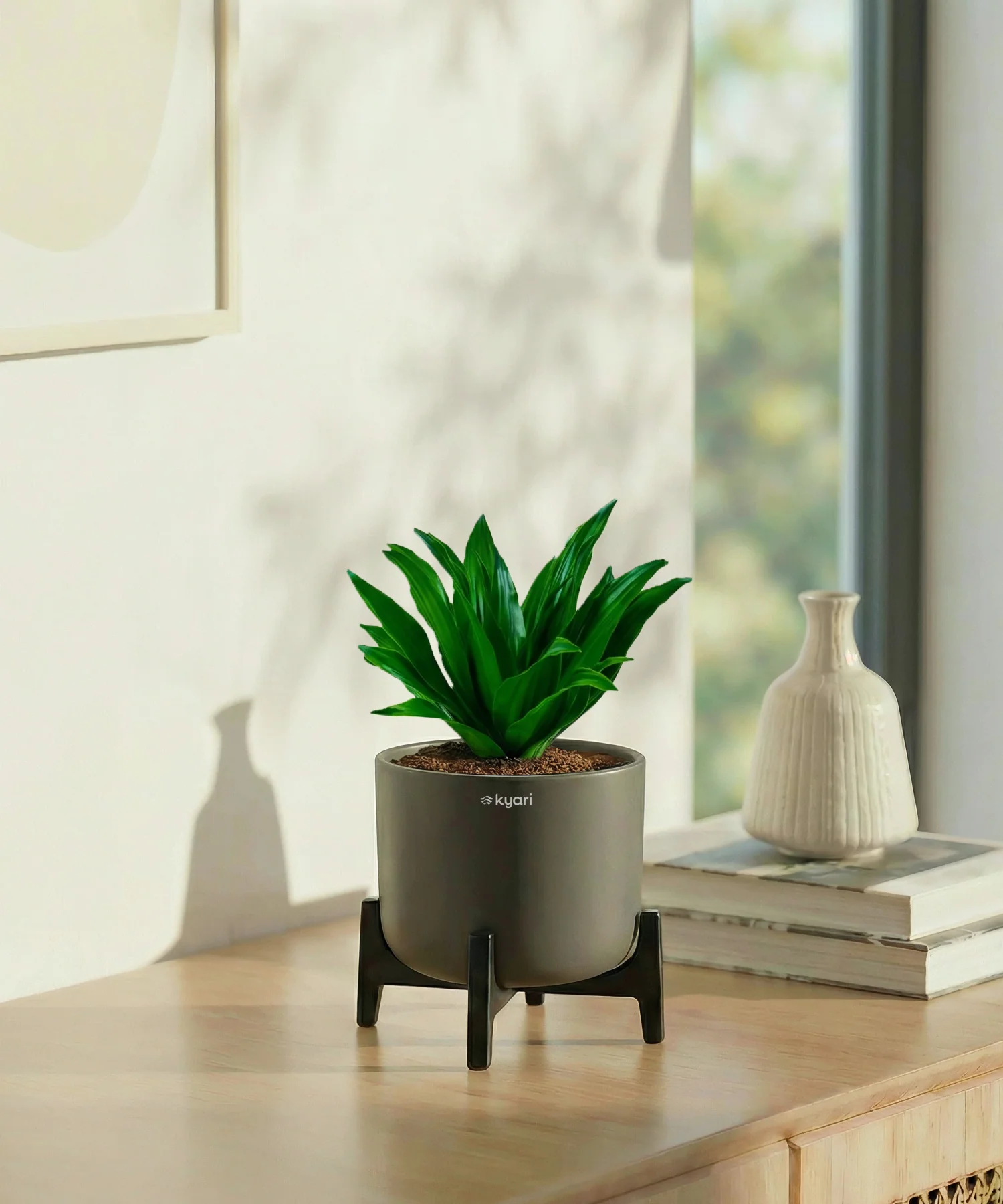Dracaena Compacta Plant with Aira Pot - Image 16