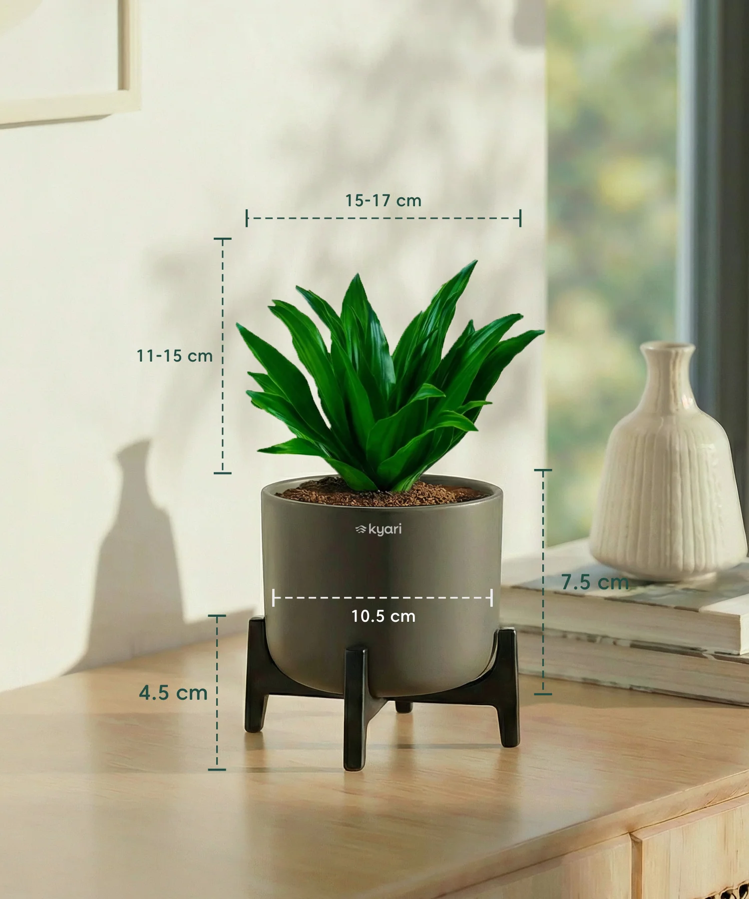 Dracaena Compacta Plant with Aira Pot - Image 18