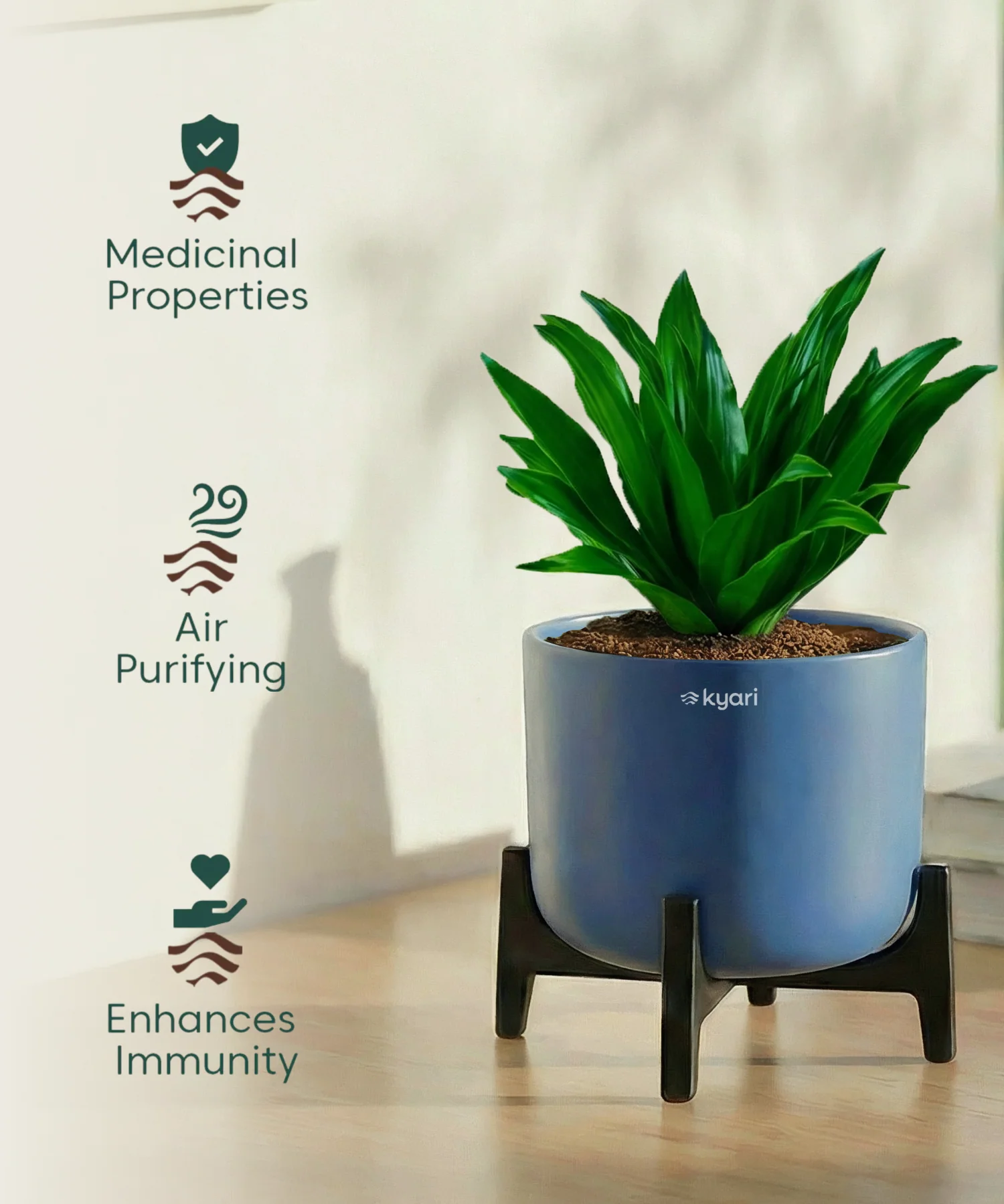 Dracaena Compacta Plant with Aira Pot - Image 3