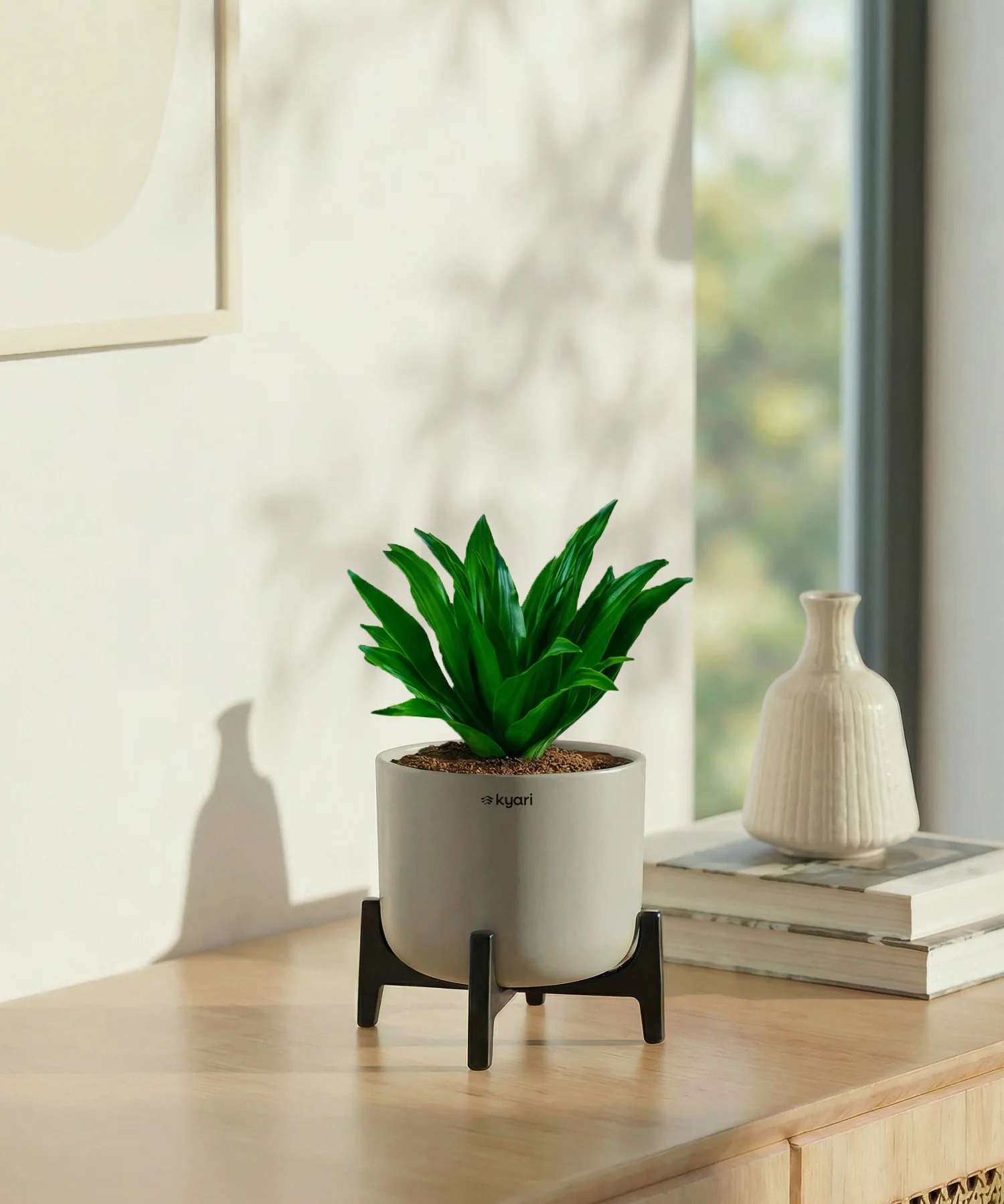 Dracaena Compacta Plant with Aira Pot - Image 6