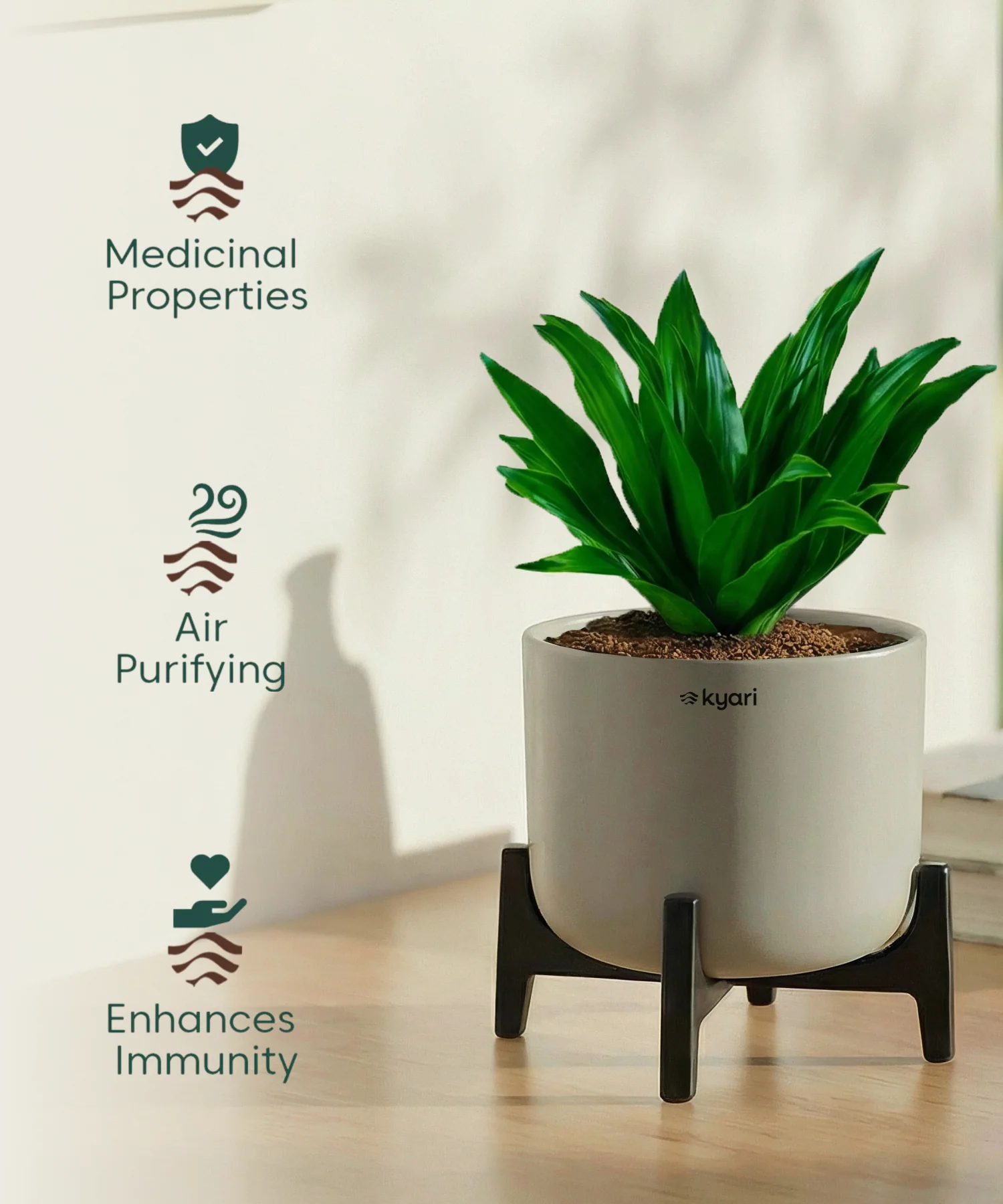 Dracaena Compacta Plant with Aira Pot - Image 7