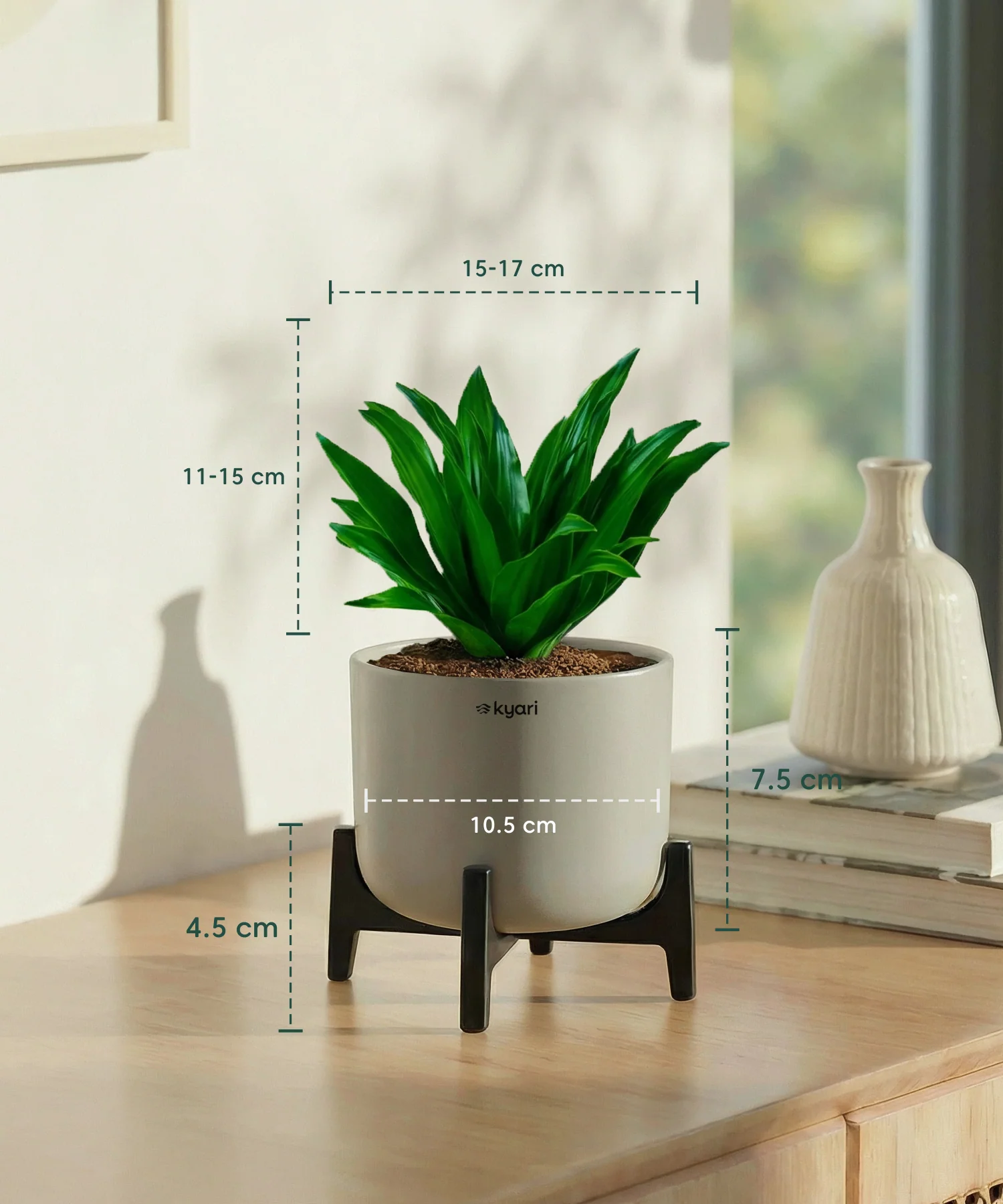 Dracaena Compacta Plant with Aira Pot - Image 8