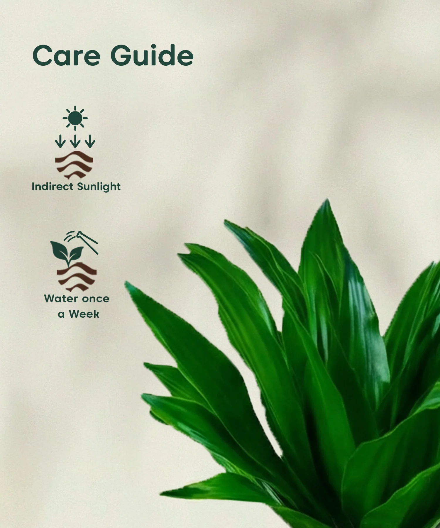 Dracaena Compacta Plant with Aira Pot - Image 9