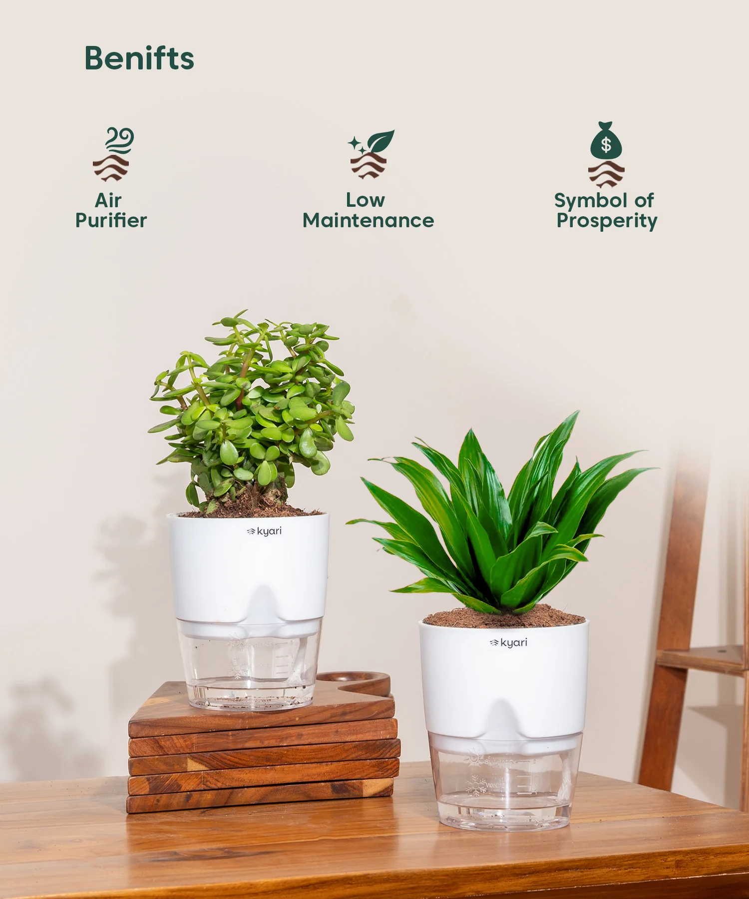 Easy Care Indoor Plant Combo – Set of 2 - Image 4