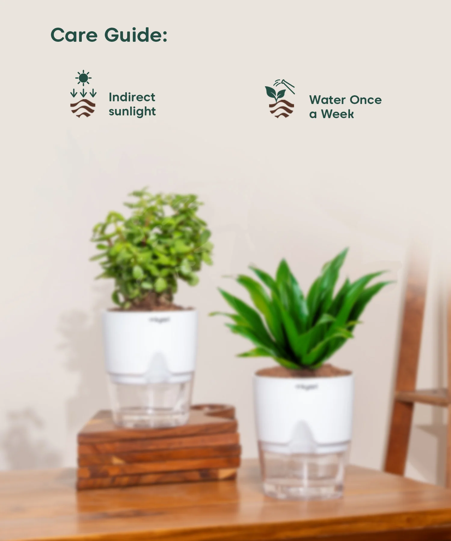 Easy Care Indoor Plant Combo – Set of 2 - Image 5