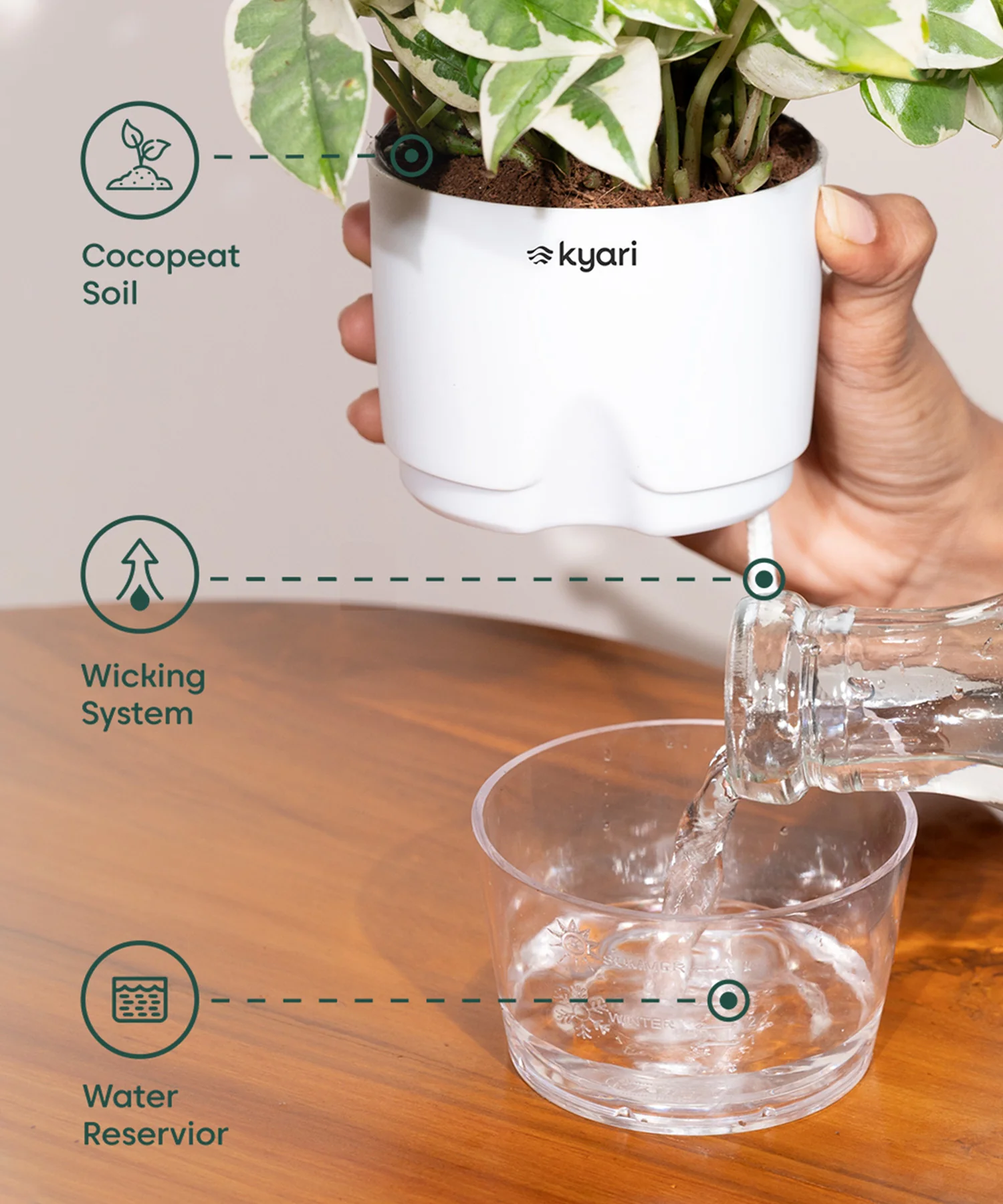 Easy Care Indoor Plant Combo – Set of 2 - Image 6